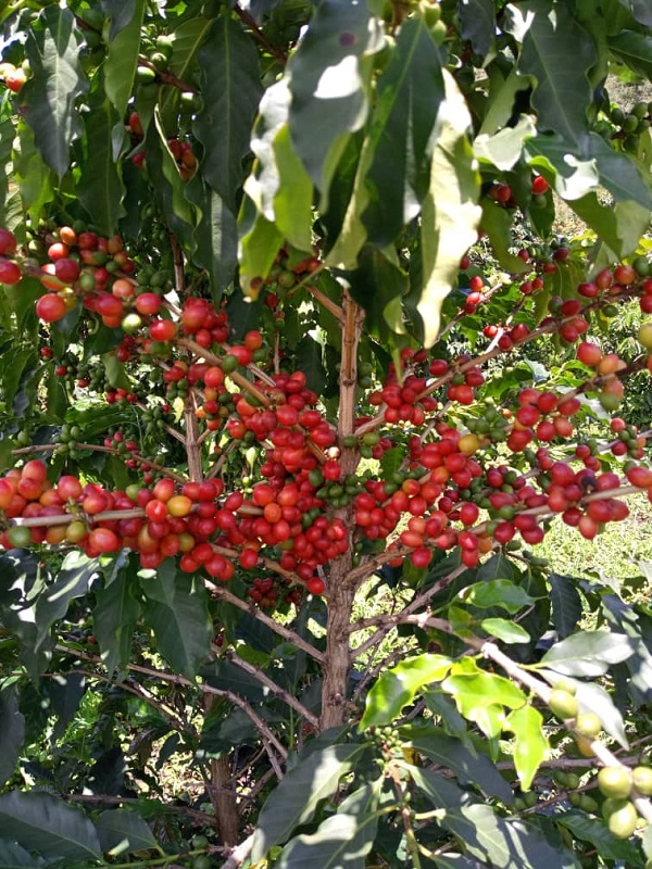 Coffee cherries growing on a coffee tree