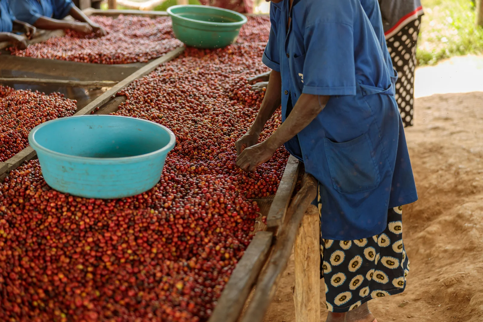 Workers sorting coffee cherries after harvest