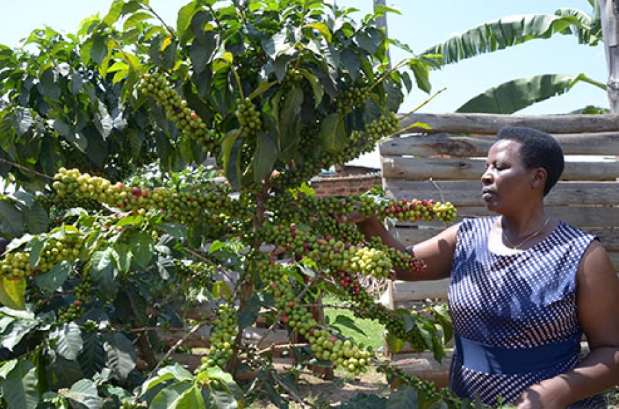 Women in Coffee Leadership Initiative